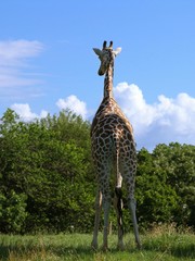 Portrait view, backside of a giraffe standing facing the trees