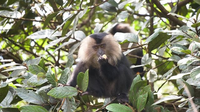 The lion-tailed macaque (Macaca silenus), or the wanderoo.