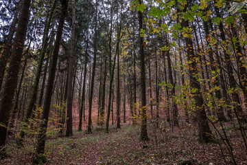 Wald im Herbst mit buntem Laub
