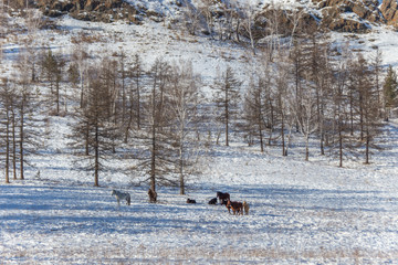 Mountain range Nurali, South Ural, Bashkortostan, Russia