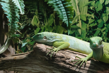 Two green iguanas are sitting on a branch in their aviary in a zoo against a background of bright greenery. Horizontal orientation. Selective focus