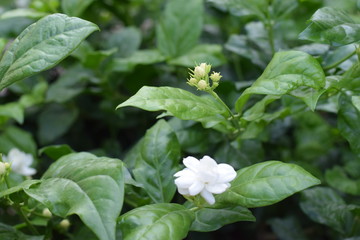Mogra flower in dark leafy background