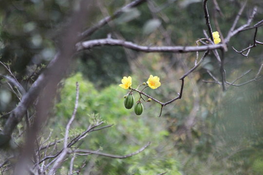 Faux cotonnier (cochlospermum tinctorium)