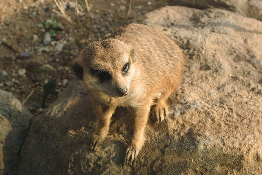 One cute meerkat is sitting on a stone in his aviary at the zoo.