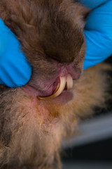 Rabbit with overgrown teeth at the veterinary clinic