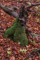 Baumstumpf verrottet so langsam im Wald