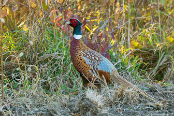 Male Ring-necked Pheasant