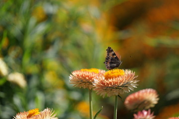 Red admiral on helichrysum