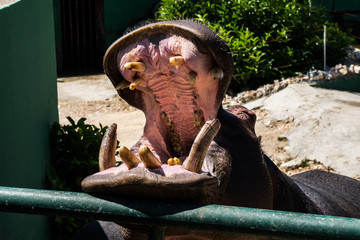 mouth of a hippo