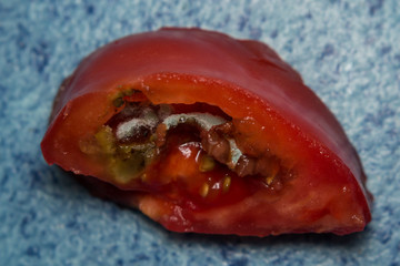 close-up photo of a tomato with fungus