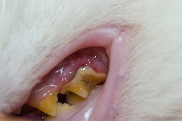 domestic cat with gingivitis and gum retraction. Bacterial plaque or tartar on the teeth surface