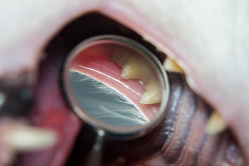 examination of a cat teeth with the dentistry mirror