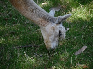 Cropped shot of the head of a white alpaca feeding on green grass