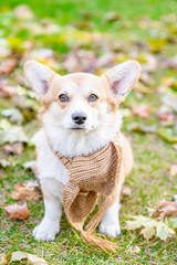 Corgi puppy wearing a warm scarf sitting in autumn park
