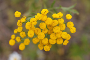 bright yellow flowers of a field plant close up