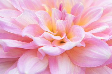 Fototapeta premium Close up.Pink Dahlia Flower for texture background.