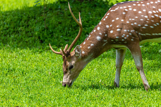 cheetal or chital deer, also known as spotted deer in lush forest meadow. Deer family