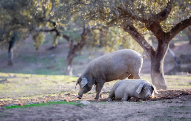 iberian pigs eating in the countryside freely