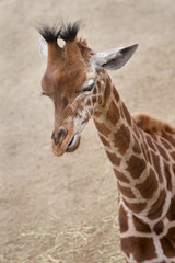 Obraz premium Close up of the head of a young giraffe