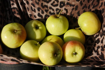 A pile of green apples lies in the apron.