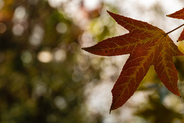 Close-up golden-red leaf Liquidambar styraciflua, commonly called American sweetgum, against blurry...