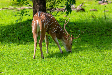 cheetal or chital deer, also known as spotted deer in lush forest meadow. Deer family