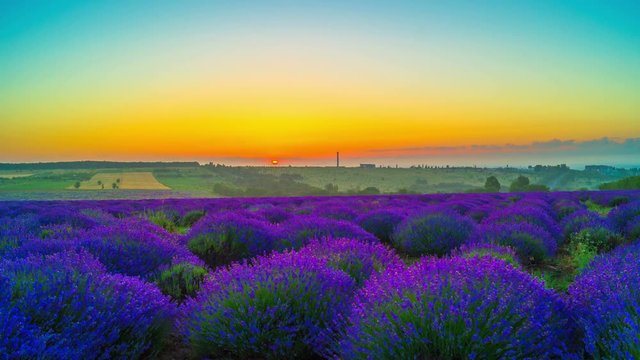Time Lapse Of Sunrise Over A Field Of Lavender. 4K.