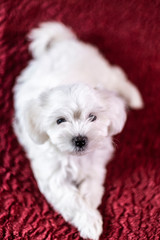 Cute small Maltese puppy lying on the bed