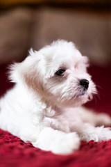 Cute small Maltese puppy lying on the bed