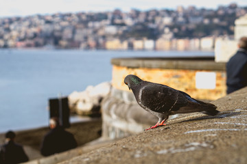 Wild pigeon on a wall