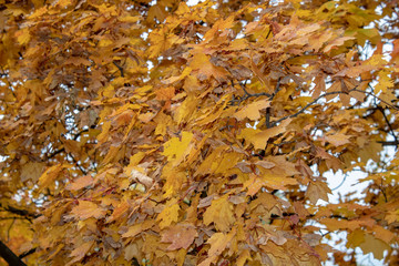 Thick yellow maple leaves in autumn day