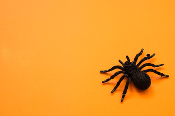 Black spider on yellow background