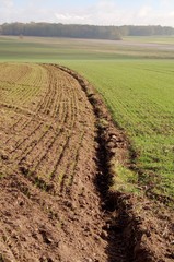 Aufkeimendes Wintergetreide