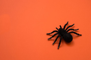Black spider on orange background