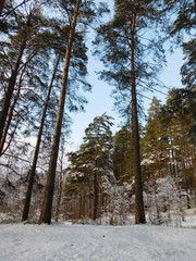 forest in winter
