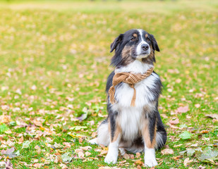 Portrait of a Australian shepherd dog wearing a warm scarf in autumn park. Empty space for text