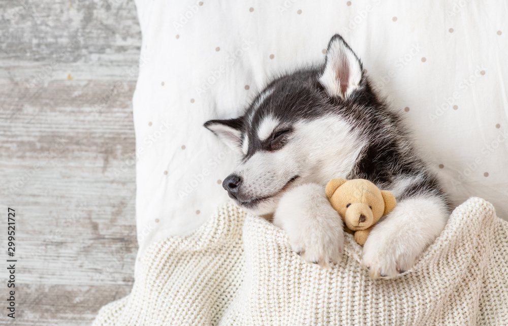 Aufkleber sleeping siberian husky puppy embracing toy bear on pillow under blanket. top view. empty space for 