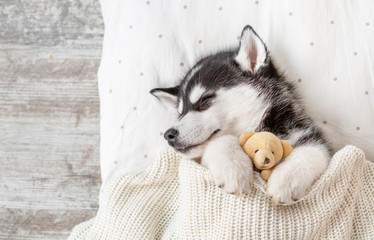 Sleeping Siberian Husky puppy embracing toy bear on pillow under blanket. Top view. Empty space for...