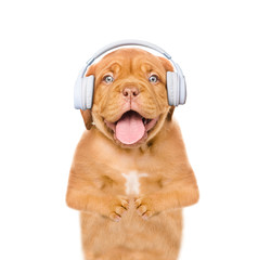 Funny puppy listening wireless music with headphones. Isolated on white background