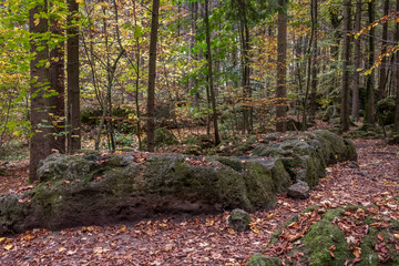 Die Bäume leuchten in den Herbstfarben