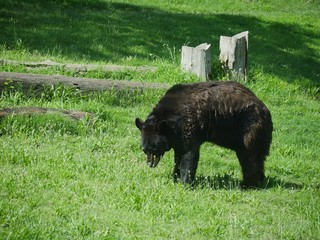 Side view of a black bear walking in a green grassy area