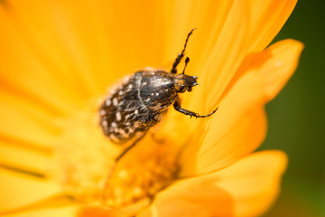 macro - insect on yellow flower