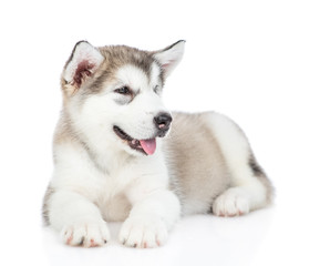Fototapeta premium Portrait of a alaskan malamute puppy. isolated on white background