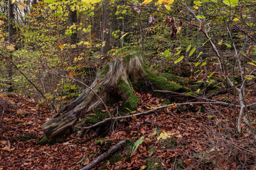 Baumstumpf verrottet so langsam im Wald