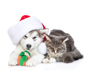 Alaskan malamute puppy  with red santa hat holds a gift box and lies with adult maine coon cat.  aisolated on white background