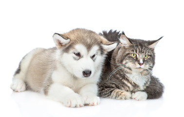 Alaskan malamute puppy  and adult maine coon cat lying together in front view. isolated on white background