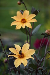 Dahlia Bishop of York