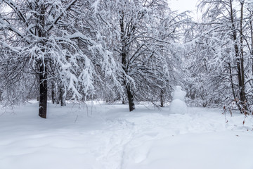 winter forest with snow and trees