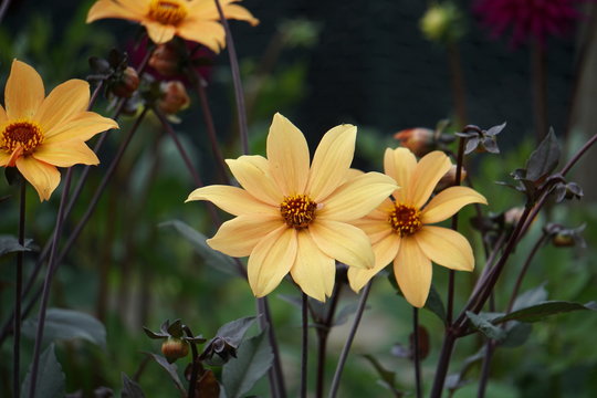 Dahlia Bishop of York