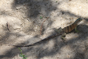 iguane orange vert et bleu